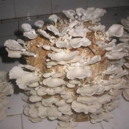 Skylight Mushroom Home Grow project